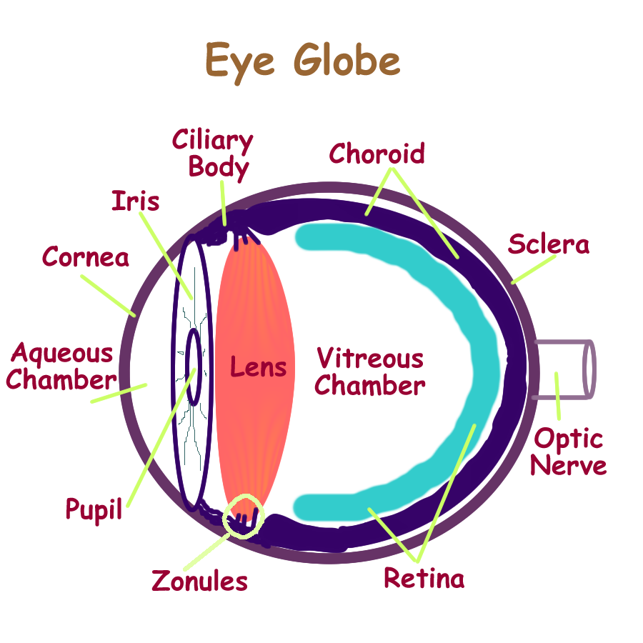 Biology2404 A&P Basics